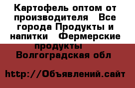 Картофель оптом от производителя - Все города Продукты и напитки » Фермерские продукты   . Волгоградская обл.